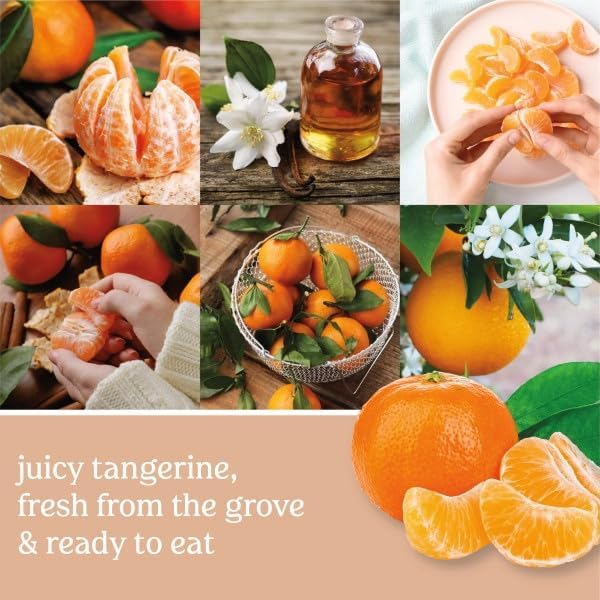 Yankee Candle ScentPlug Refill, Tangerine & Vanilla (Pack of 6)