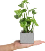 MyGift Artificial Plants Indoor, Set of 3 Small Fake Potted Plants, Faux House Plant for Home Decor