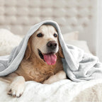 BEDELITE Fleece Blanket Twin Size Dove Gray Throw Blankets for Couch & Bed, 300GSM Luxury Plush Cozy Fuzzy Blanket 60x80 inches, Super Soft Warm Lightweight Throw Blanket for Travel Camping