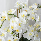 Ziwon Artificial Orchid Flowers & Plants Potted in Ceramic Pot, White Faux Phalaenopsis Orchids for Table Centerpiece, Realistic Fake Flower Arrangement for Home Office Decor Indoor