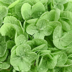 6 Pcs Real Touch Hydrangea Artificial Flowers, 21" Light Green & Dark Green Full Faux Hydrangea Flowers Latex Fake Flowers for Home Decor Party Floral Arrangements Wedding Bouquets Outdoor Decor