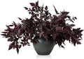 Lyrow 10 Pack Artificial Cimicifuga Plant Leaf Spray Faux Plum Cimicifuga Ramosa Leaf Branch Faux Fall Spray Silk Plants for Home Vase Wedding Garden Farmhouse Table Mantel Decor (18 Inches)
