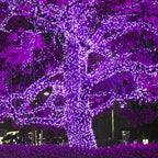 Wintergreen Lighting 70 Piece 5mm LED Purple Lights, 24' String Lights for Holiday Decorations, Indoor-Outdoor Use, UL & Energy Star Certified