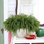24 Pcs Artificial Norfolk Pine Branches, Faux Norfolk Pine Stems DIY Crafts Faux Christmas Norfolk Pine Branches for Xmas Indoor Outdoor Home Decor (24)