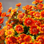 Artificial Mums for Outdoors, Faux Sunset Mum Flowers Planters for Indoor Outside Decor, Fake Look Real, Vibrant, UV Resistant, Waterproof, Windproof (Orange, 5 Bundle)