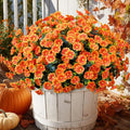 Artificial Faux Flowers for Outdoor 16 Bundles Boxwood Fake Morning Glory for Planter,UV Resistant Fake Flowers for Home Porch Patio Outside（Orange）