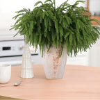 24 Pcs Artificial Norfolk Pine Branches, Faux Norfolk Pine Stems DIY Crafts Faux Christmas Norfolk Pine Branches for Xmas Indoor Outdoor Home Decor (24)