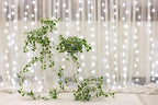 2 Packs 100 LED Christmas Snowflake String Lights Hanging Decorations - Winter Wonderland Lighted Decor for Holiday Xmas Indoor Outdoor Party Supplies (42.6ft,Batteries Not Included)