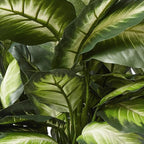 Nearly Natural 22IN Artificial Triple Golden Dieffenbachia Plant with Decorative Wood Planter, Faux Plant for Indoor Home Décor