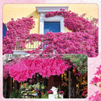 100 Pack Artificial Bougainvillea Floral 38" Silk Long Stem Bougainvillea Plants Hanging Table Centerpiece for Home Wedding Indoor Outdoor Decorations (Rose Red)
