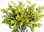 JAKY-Global Babys Breath Fabric Cloth Artificial Flowers 6 Bundle European Fake Silk Plants Decor Wedding Party Decoration Bouquets Real Touch DIY Home Garden (Grass Green)